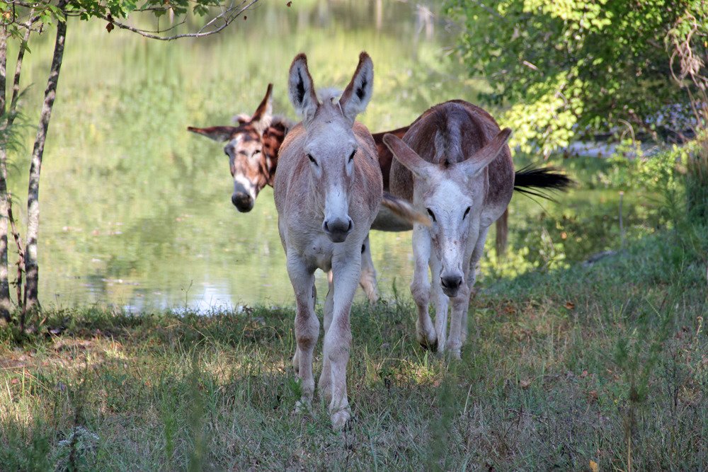 Farmhouse Sanctuary-浴室