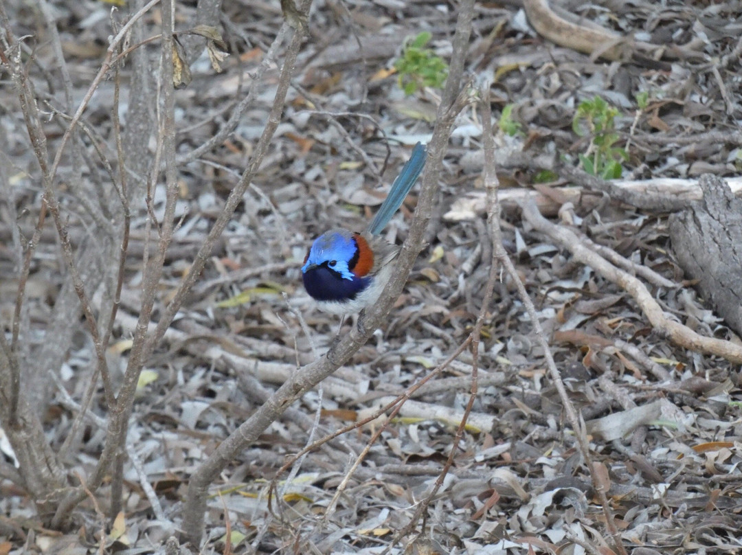 Hamersley Inlet-Hopetoun必去景点