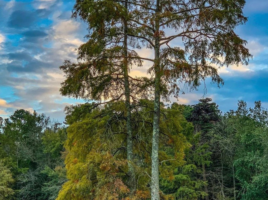 Trap Pond State Park-特拉华州必去景点