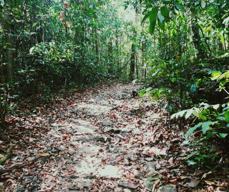 Makandawa Forest Reserve-Kitulgala必去景点
