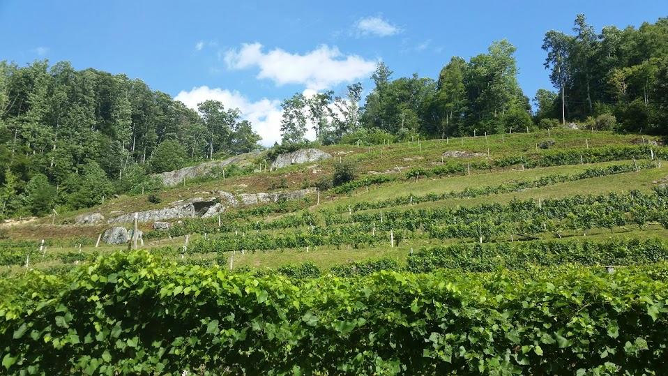 Grandfather Vineyard & Winery景点图片