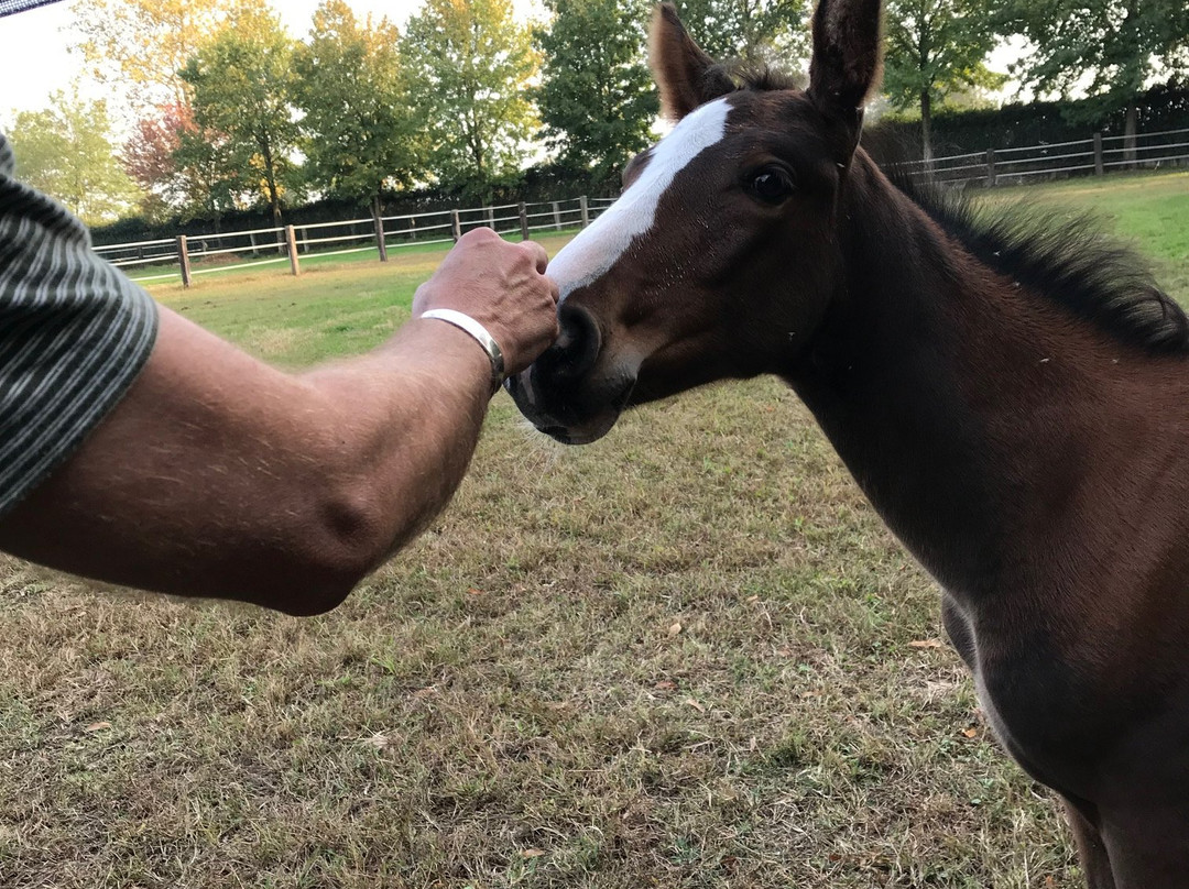 San Giacomo Horses主图