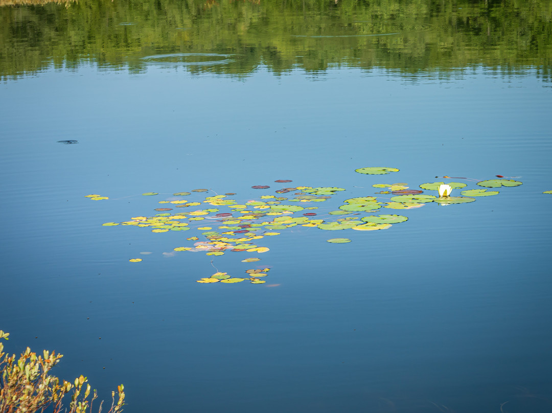 Moss Lake Preserve景点图片