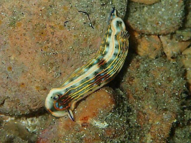 Finatix Scuba Diving-朱庇特必去景点