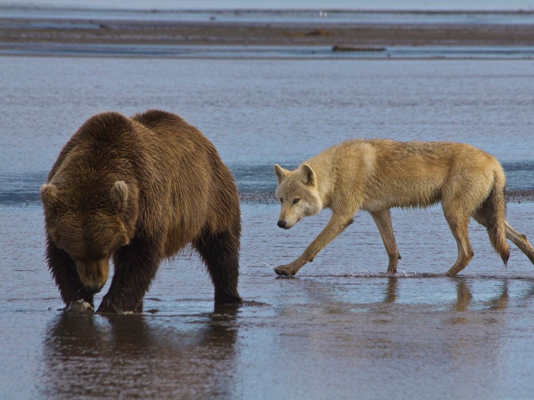 Alaska Bear Adventures景点图片