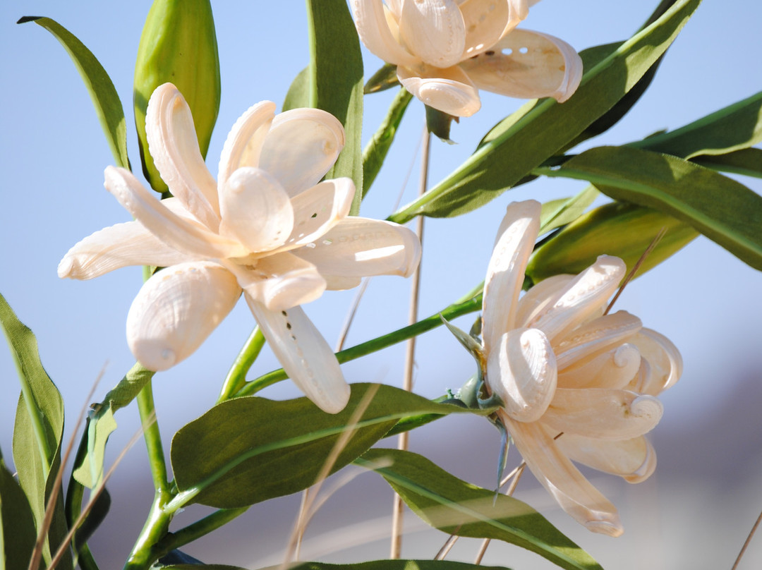 Seashells In Bloom-纽波特必去景点