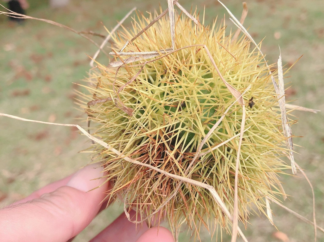 Kinshuko Service Area Inbound and Outbound-西和贺町必去景点