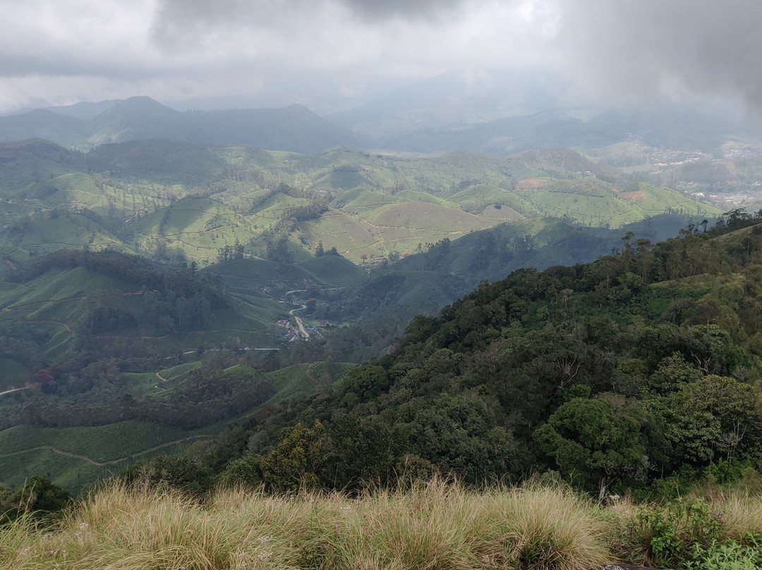 Amazing Munnar Tours景点图片