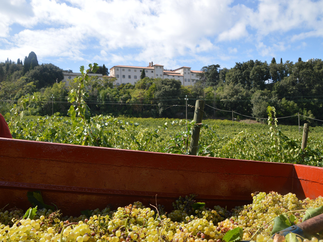Azienda Agricola Villa Simone-Monte Porzio Catone必去景点