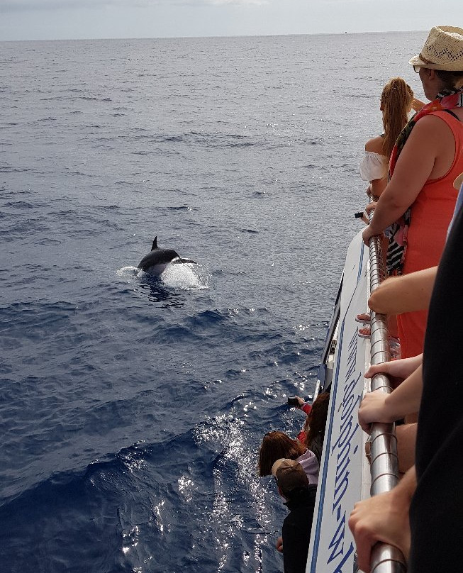 Animal Encounters Dolphin Search Encounter景点图片