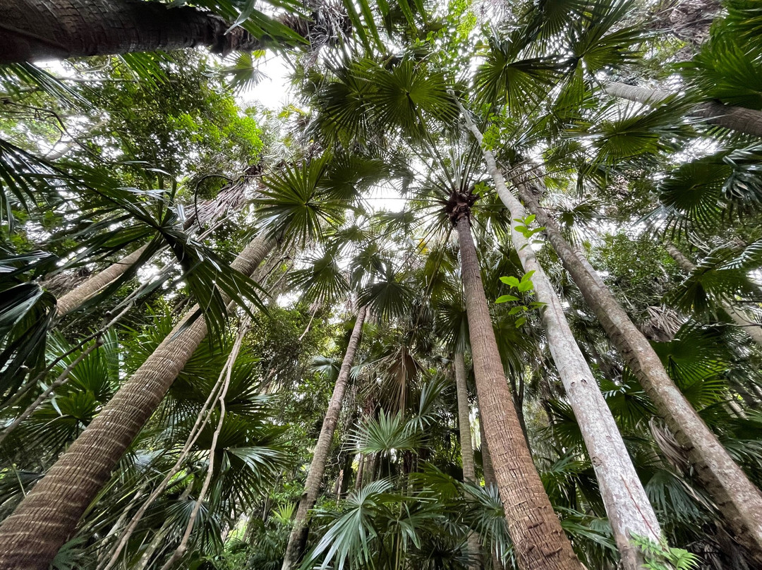 Mungo Rainforest Walk景点图片