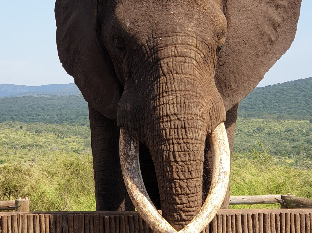 Buffalo Hills Safari Lodge主图