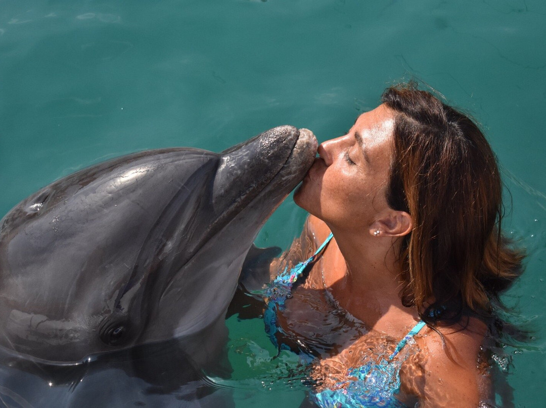 Bodrum Dolphin Park - Yunus Gösteri Merkezi景点图片