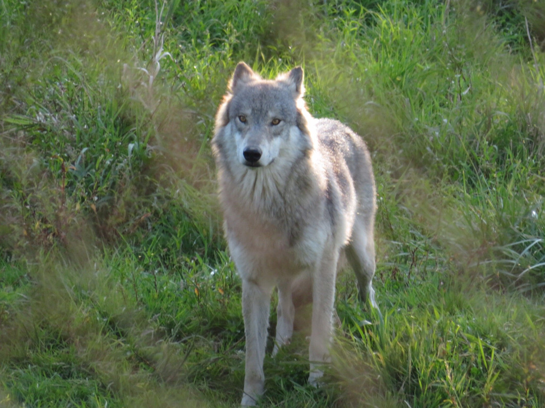 Wolf Hollow景点图片