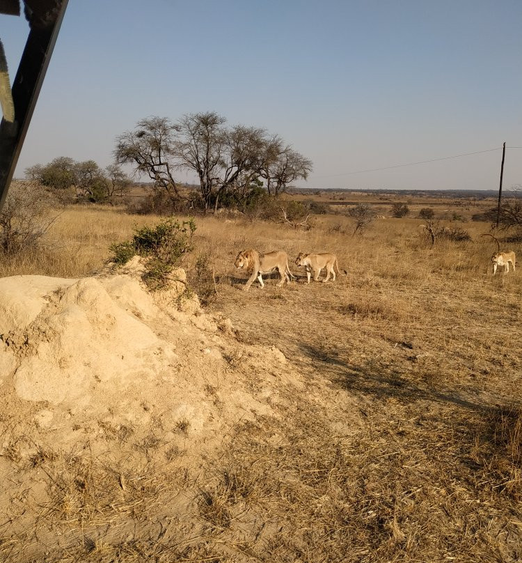 Antelope Park景点图片