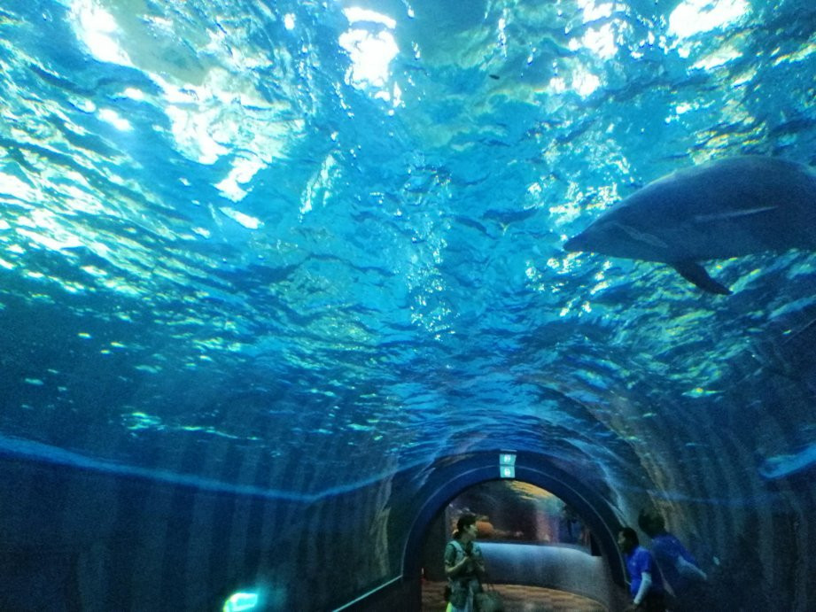 Jangsaengpo Whale Museum-蔚山必去景点