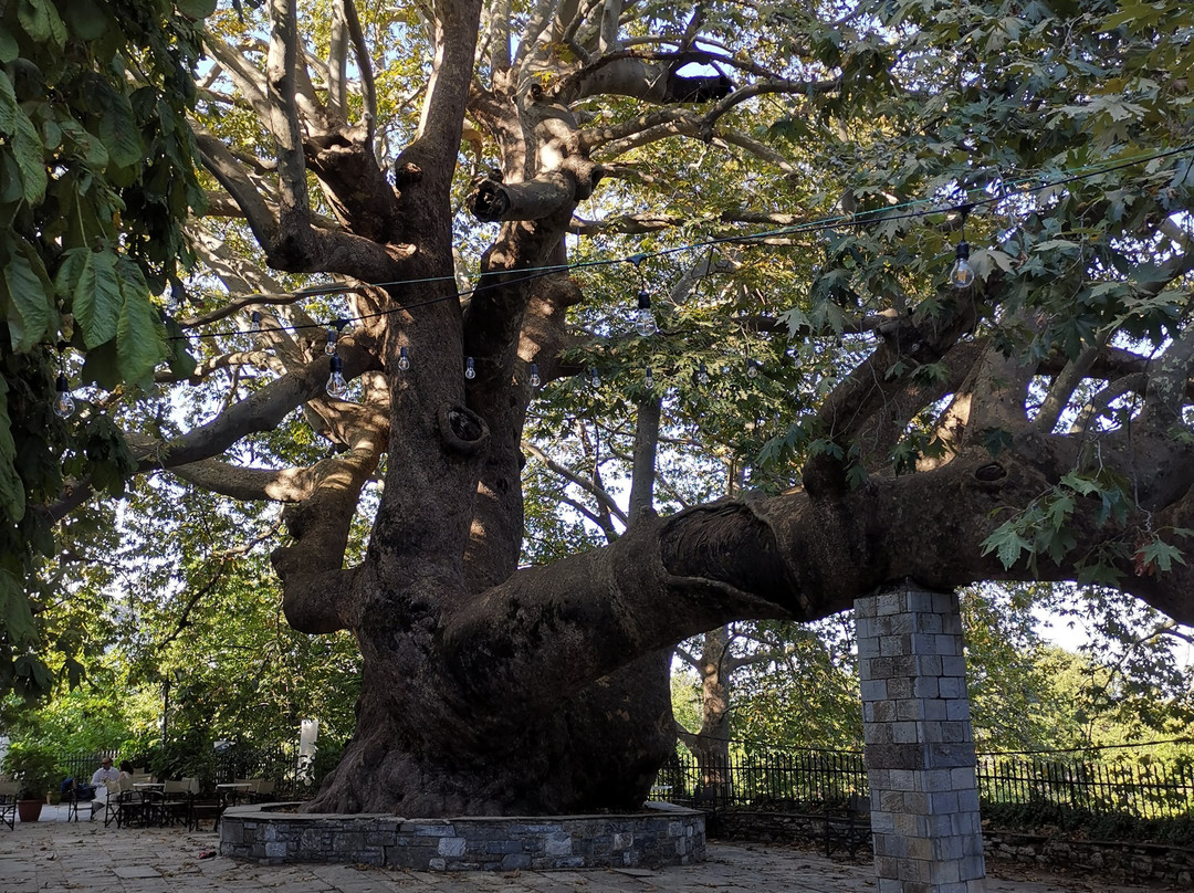 1,000 Year Old Platanus Tree景点图片