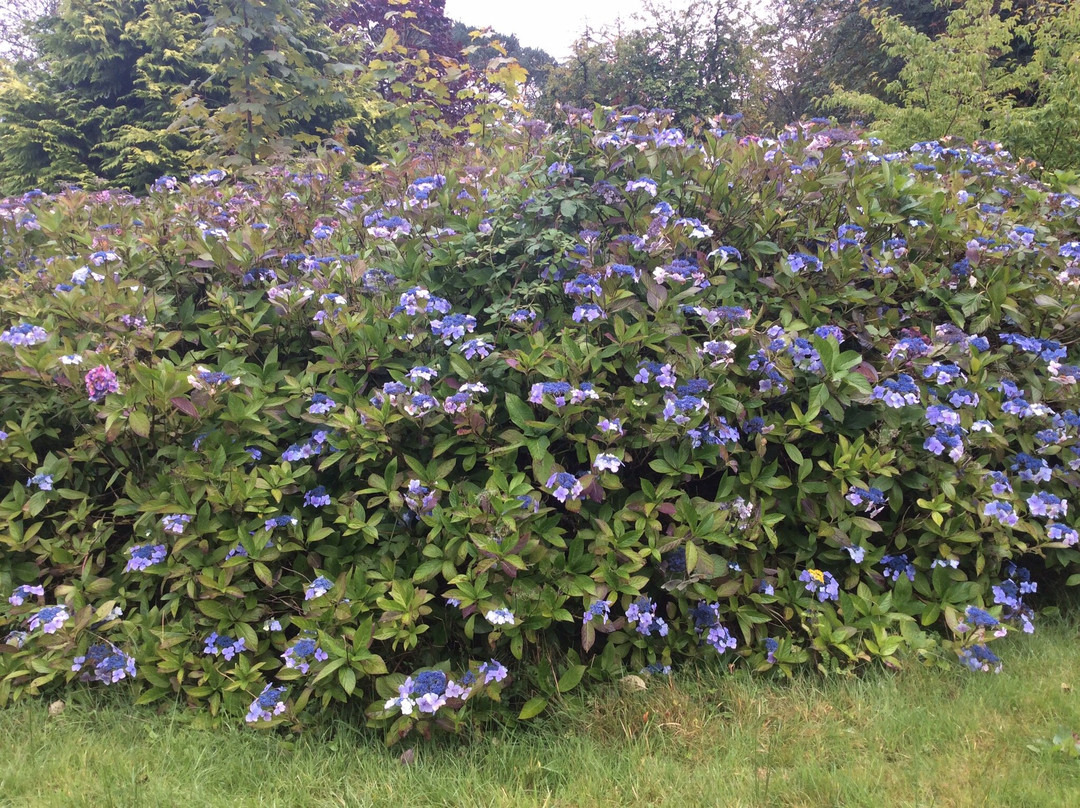 Achamore Gardens景点图片
