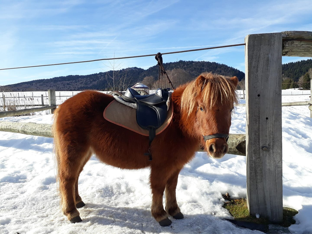 Cercle Equestre Volte Face