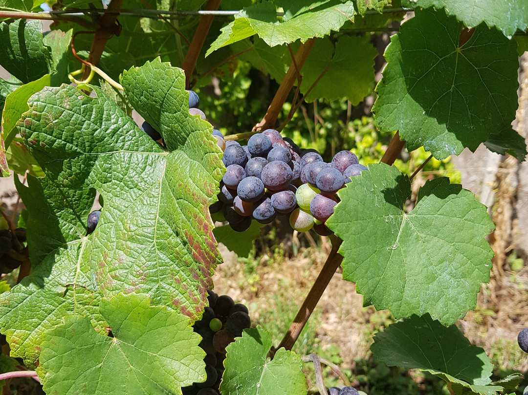 Domaine Isabelle Lippe景点图片