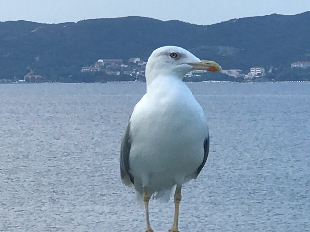 Megali Ammos Beach-Ammouliani必去景点