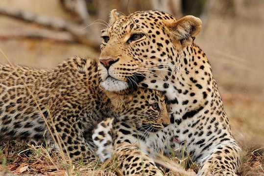 Safirify-蒙巴萨必去景点