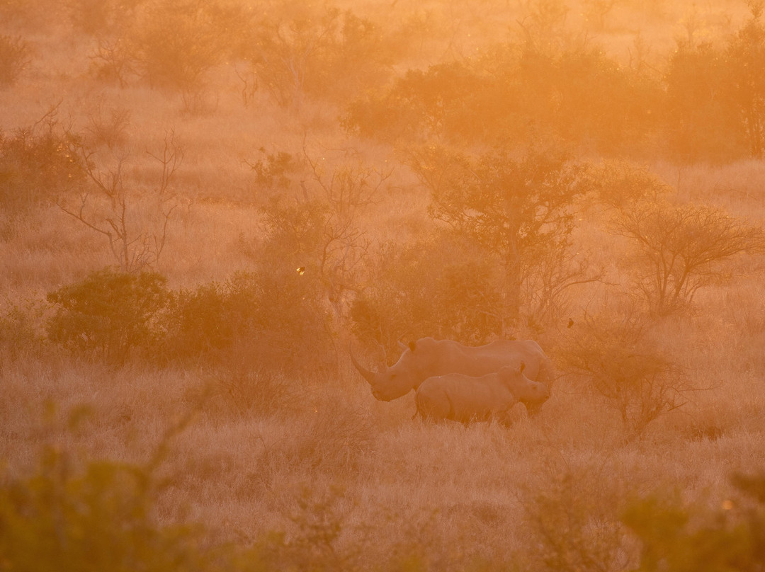 Honey Badger Safaris Kruger Tours景点图片