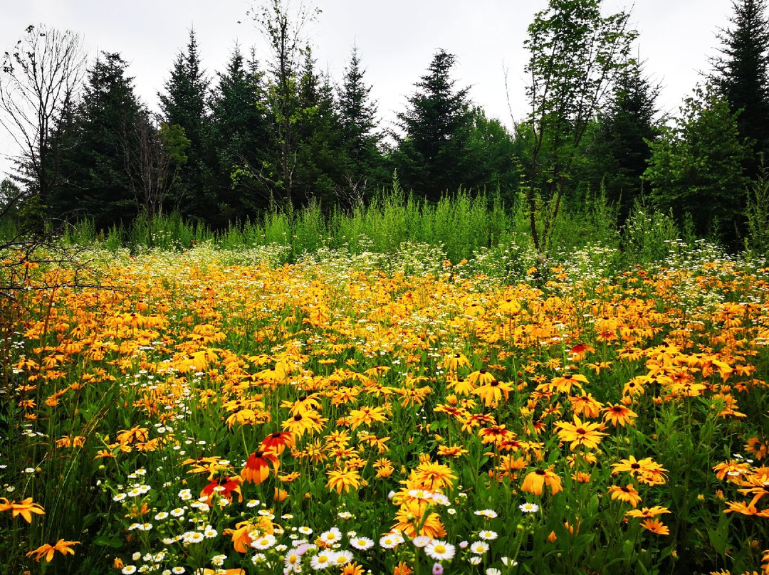 长白山鲁能·领寓主图