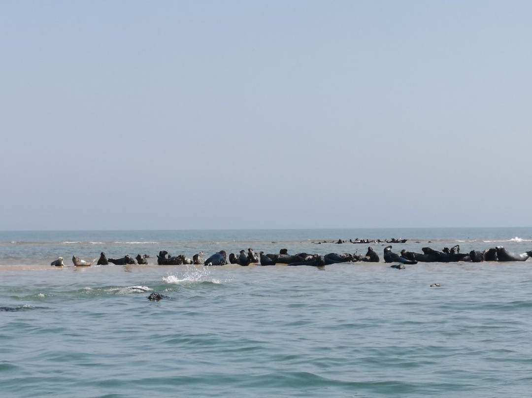 Seal Trips at Yarmouth-大雅茅斯必去景点