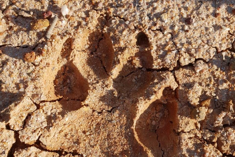 Wildside Walking Safari's-彭哥拉必去景点