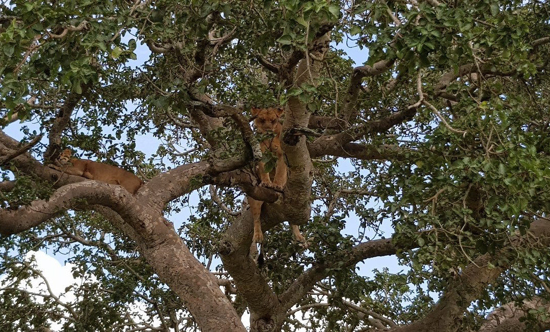 Kabiza Wilderness Safaris-坎帕拉必去景点