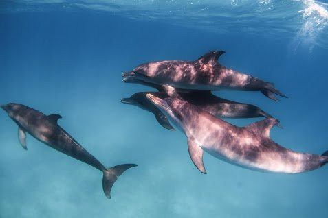 Neal Watson's Bimini Scuba Center景点图片