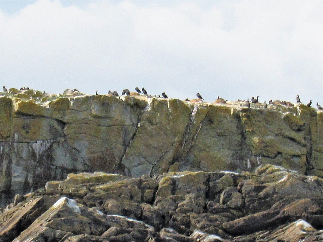 Ireland's Wildlife景点图片
