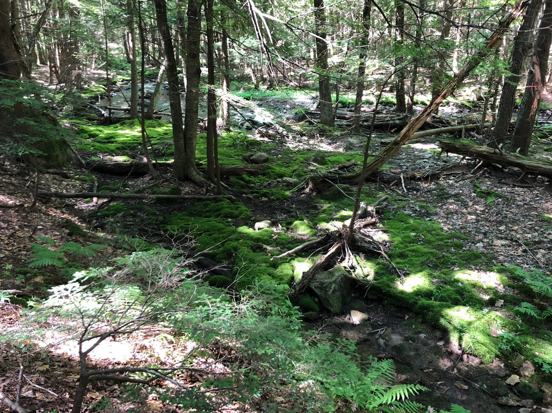 Wales Preserve-Sharon必去景点