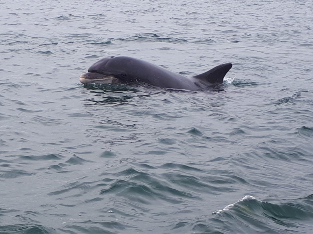 Dingle Sea Safari景点图片