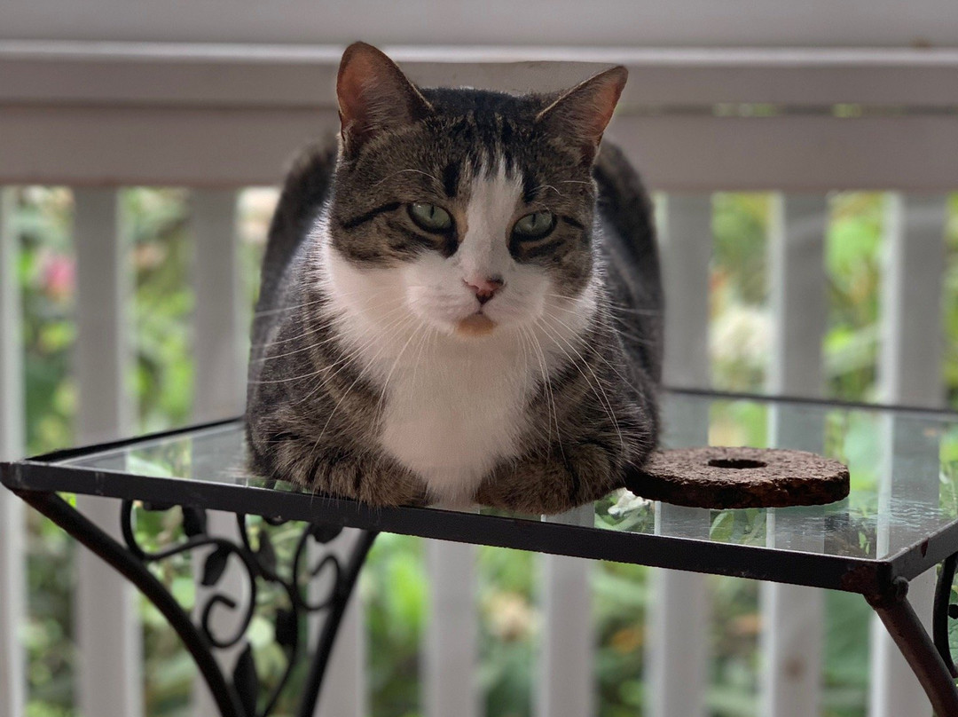 Stony Brook Inn主图