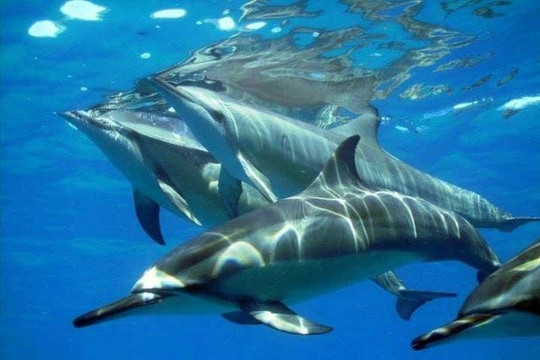 Holy Spirit Cruise Mauritius-弗力克昂弗雷克必去景点