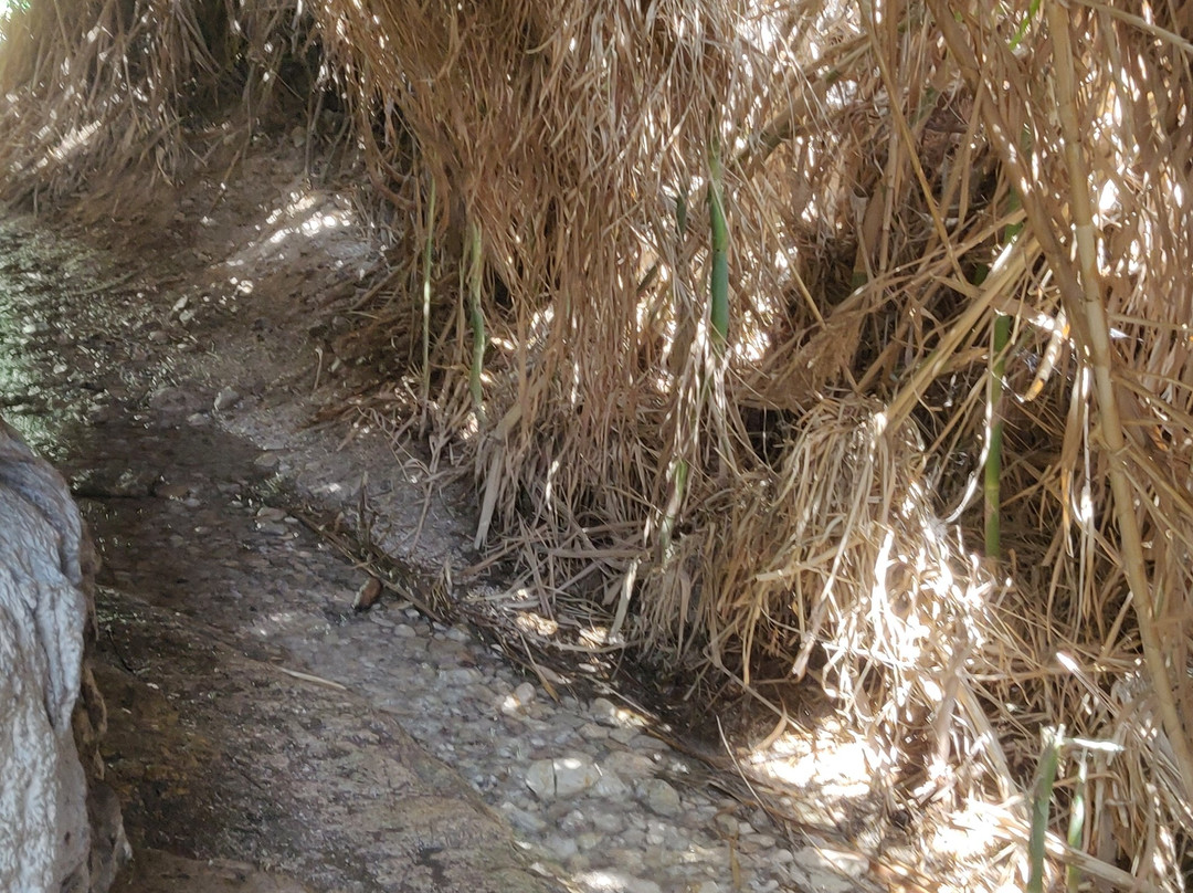 En Gedi Nature Reserve景点图片