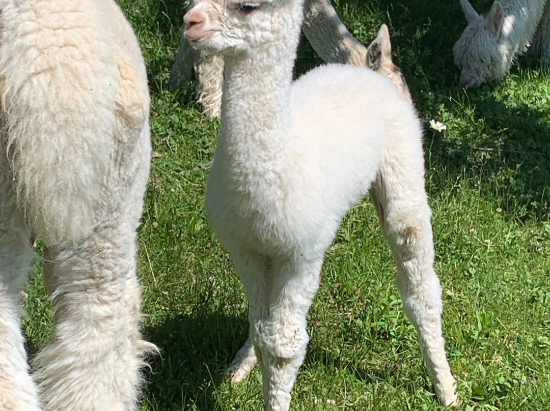 Alpaca Meadows景点图片