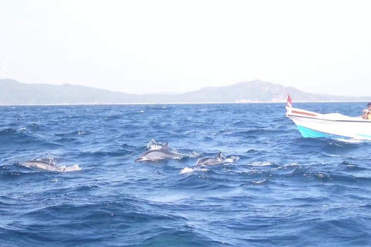 Nilaveli whales&dolphin watching tour club-尼拉瓦利必去景点