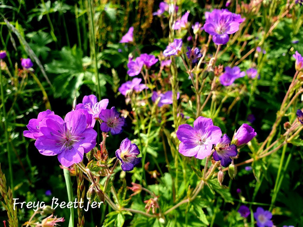 Pension Dorfkrug主图