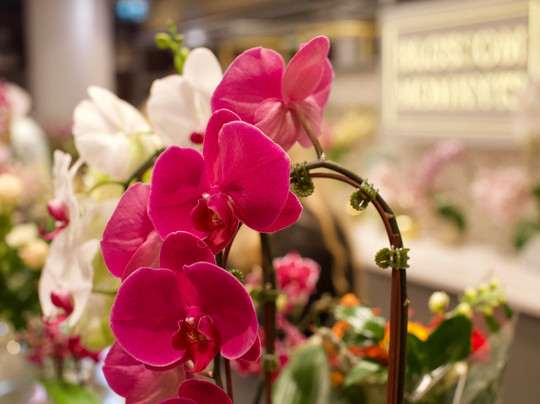 The Food District-米西索加必去景点