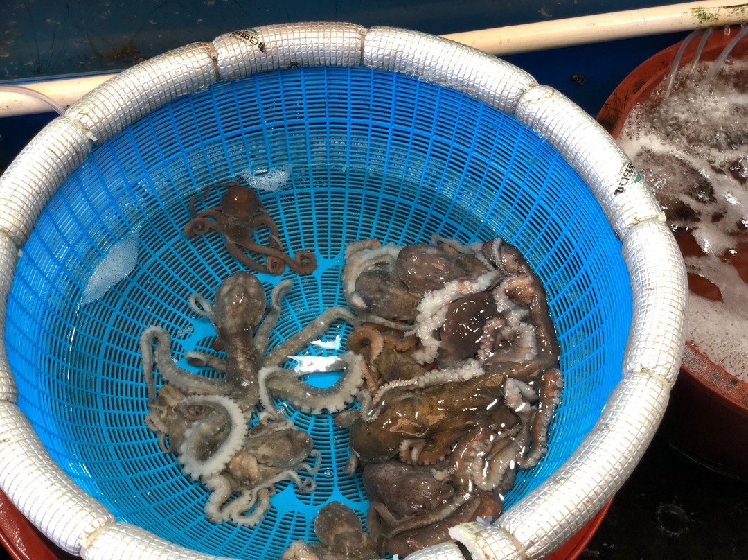 Masan Fish Market-昌原市必去景点