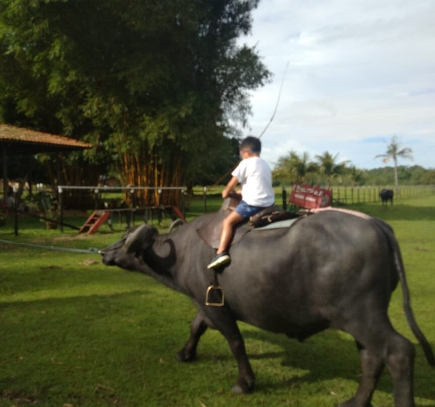 Araruna Farm-Soure必去景点