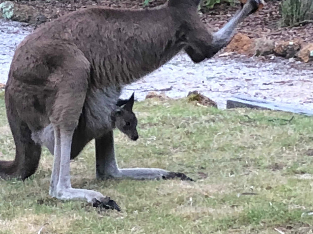 Llewellin's Guest House主图