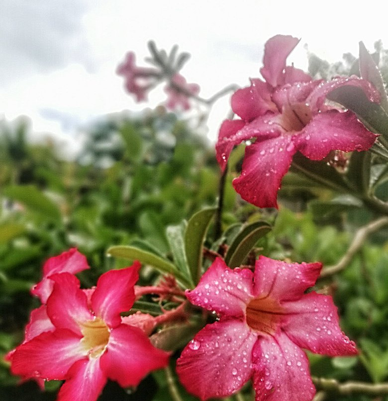 Premiere Hotel主图