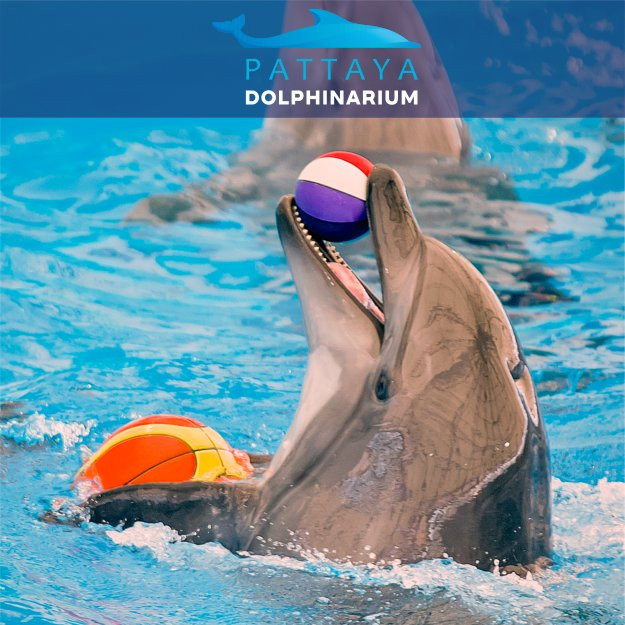 Pattaya Dolphinarium景点图片