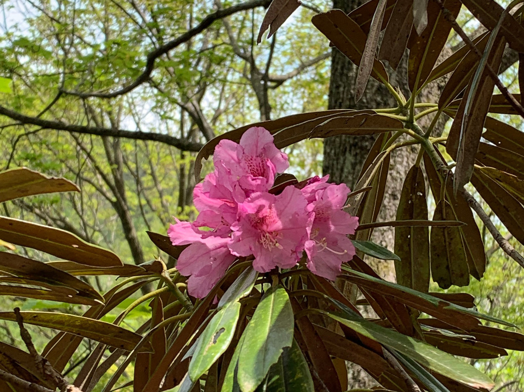 Kurosoyama-曾尔村必去景点