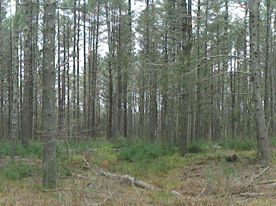 Pachaug State Forest-Voluntown必去景点