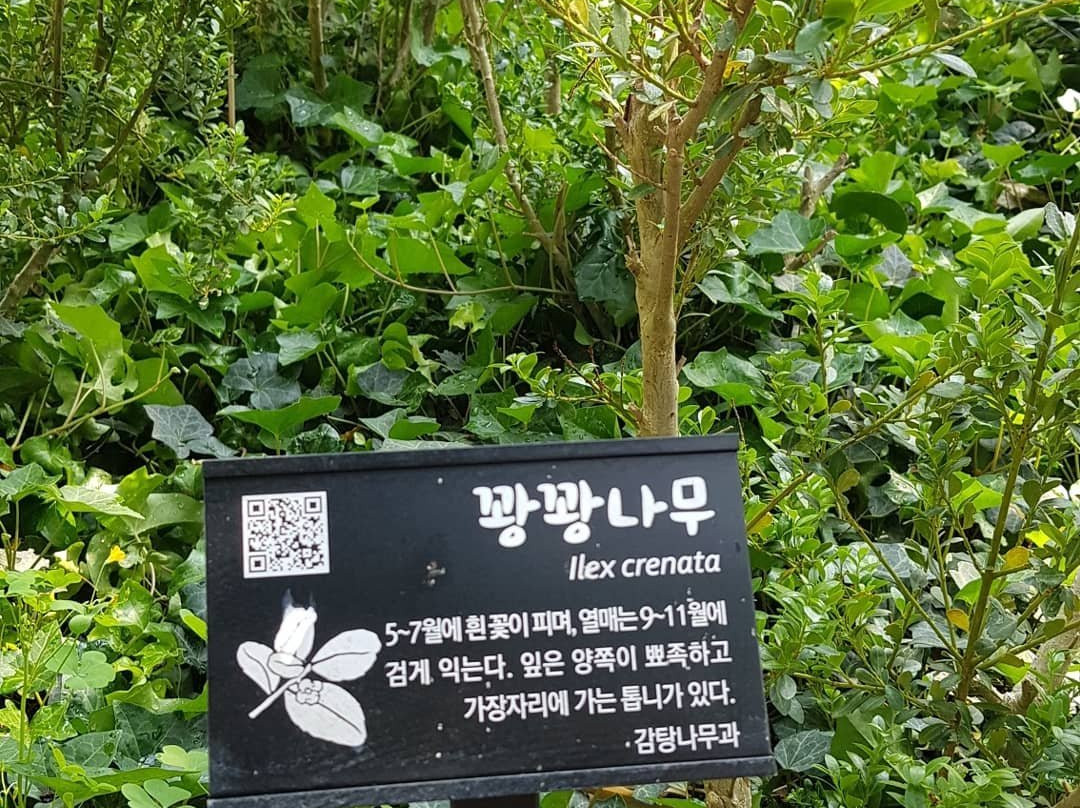 Gangwondo Forest Museum景点图片